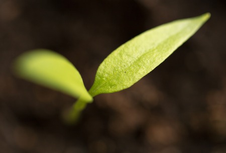 A young sprout of pepper in the ground. Macroの写真素材