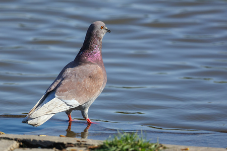 Pigeon drinks water in the lake in the open airの写真素材