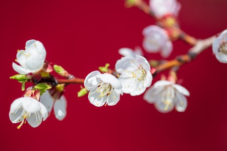 Flowers on the branches of a tree in the nature .の写真素材