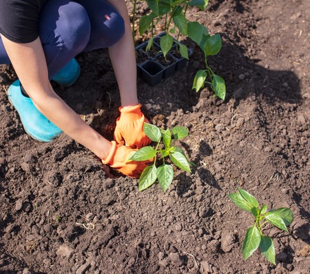 Planting seedlings in the garden at the cottageの写真素材