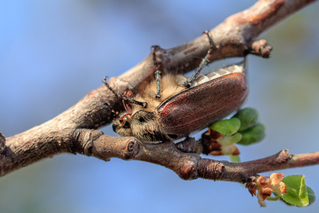 Portrait of a beetle on a branch of a tree .