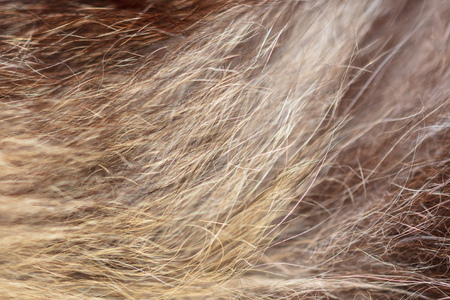 Wool on a cat as an abstract background .の写真素材