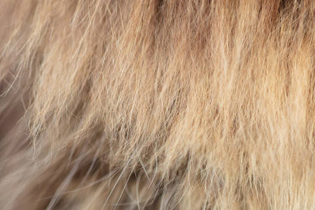 Wool on a cat as an abstract background .