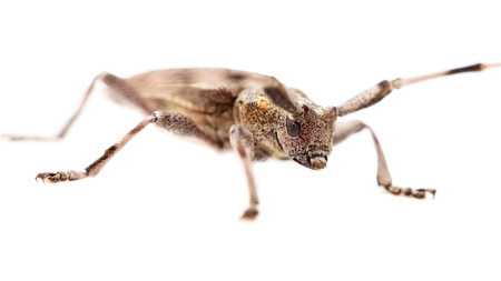 Beetle with big mustache on white background .