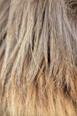 Wool on a cat as an abstract background .