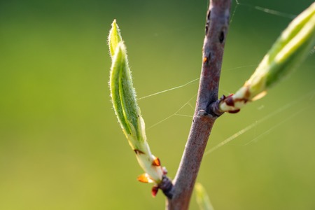 Young green leaves on a tree in spring .の写真素材
