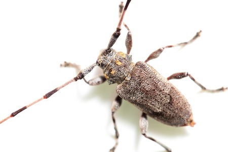 Beetle with big mustache on white background .の写真素材