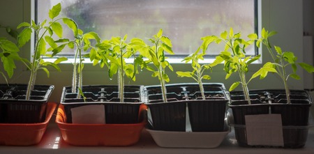 Saplings of tomato grow on the windowsill