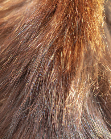 Wool on a cat as an abstract background .