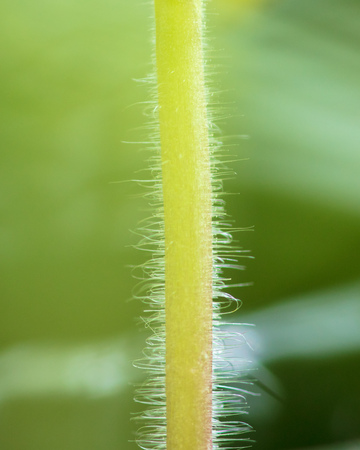 A stem on a tomato as a background. Macroの写真素材