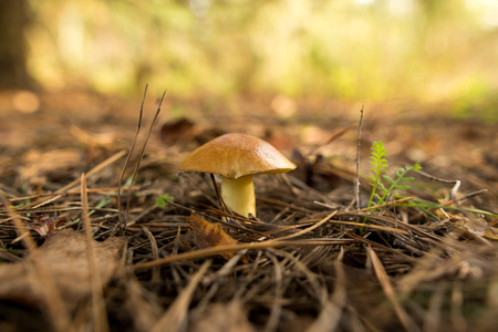 Edible fungus grows in the woods in nature