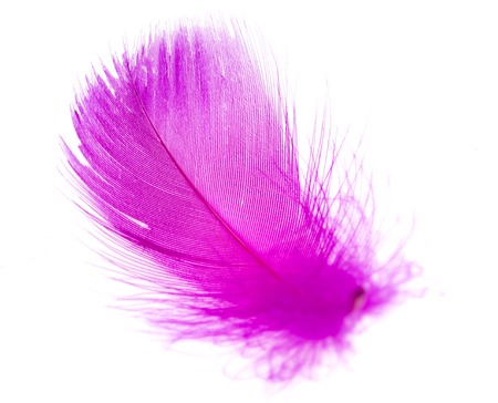 Beautiful violet feather on a white backgroundの写真素材