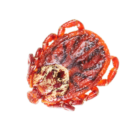 Encephalitis tick isolated on white background. Macro