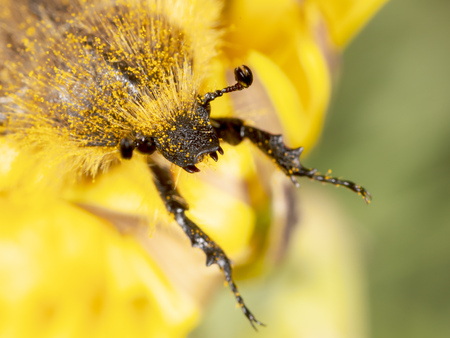 Beetle on a yellow dandelion flower. Macro