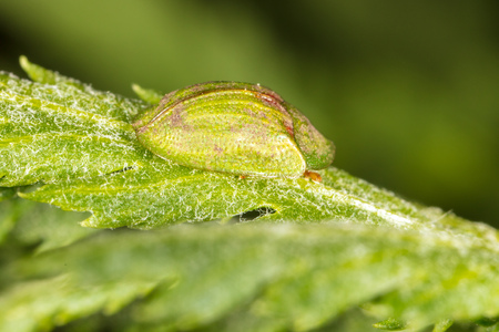 Beetle on a green leaf in nature. Macro