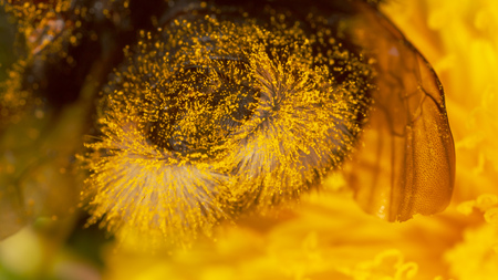 The ant is on a yellow dandelion flower. Macroの写真素材