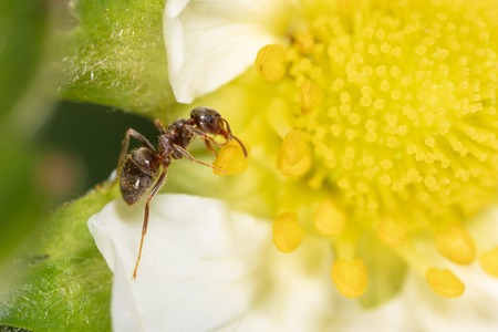 The ant is on a yellow flower. Macroの写真素材