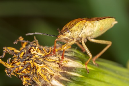 Portrait of a bug bug in nature. Macro