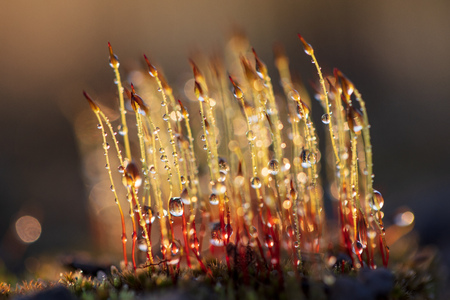 Yellow moss in dew drops at sunset .の写真素材