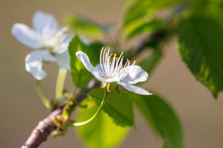 Flowers on the branches of a tree in the nature .