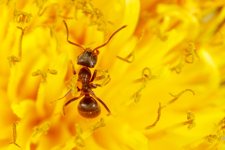 The ant is on a yellow dandelion flower. Macroの写真素材