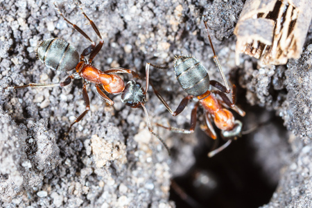 The ant is in the ground in nature. Macroの写真素材