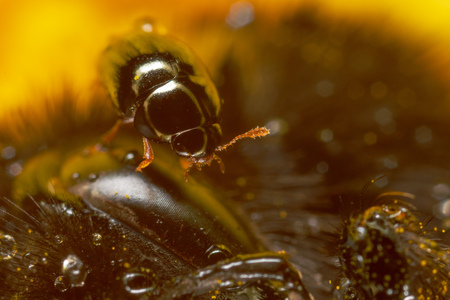 A small beetle on a bee. Macroの写真素材