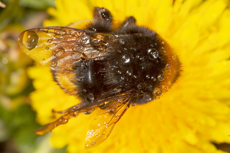 The ant is on a yellow dandelion flower. Macro