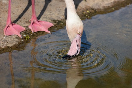 Pink flamingo drinks water in the lake .の写真素材
