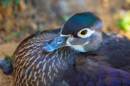 Portrait of a duck in the zoo .の写真素材