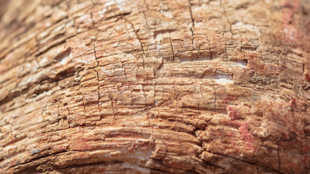 The horn of a buffalo as a background. Macroの写真素材