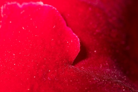 Petals of a red flower as a background. Macroの写真素材