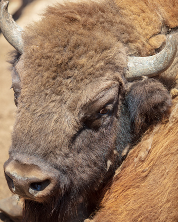 Portrait of a buffalo at the zoo .の写真素材
