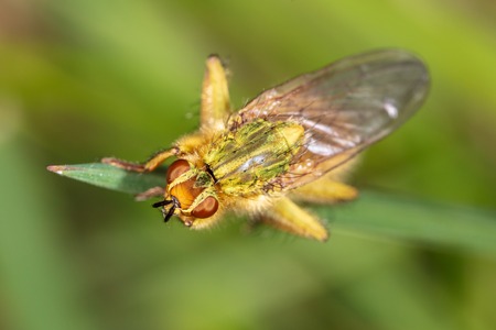 Fly on a green plant in nature. Macroの写真素材
