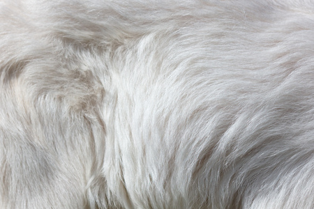 Wool of a white goat as an abstract background .