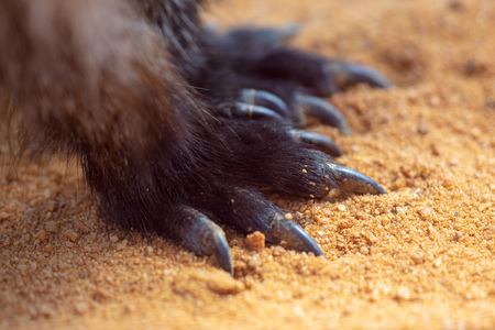 Kangaroo paws on the ground in nature .の写真素材