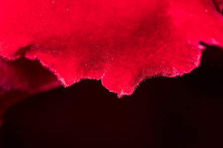 Petals of a red flower as a background. Macroの写真素材