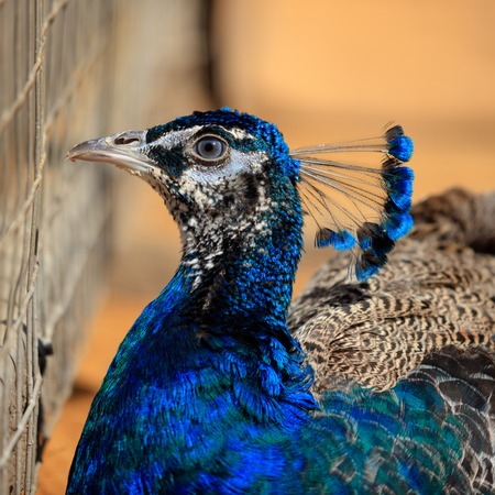 Portrait of a peacock at the zoo .