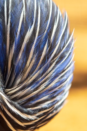 Blue feathers in a bird as an abstract background .