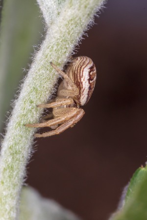 A small spider on the plant. Macroの写真素材