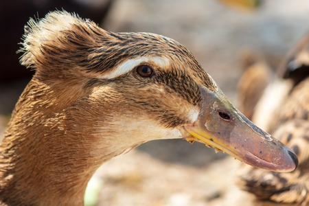Portrait of a duck with a hairdo in the zoo .の写真素材