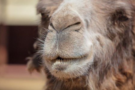 Portrait of a camel at the zoo .の写真素材