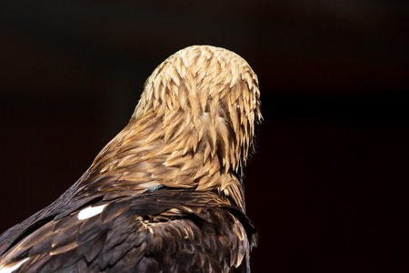 The eagle turned his head in the open airの写真素材