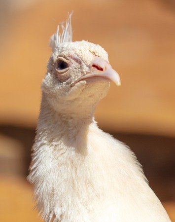 Portrait of a white peacock at the zoo .の写真素材