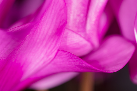 A small pink flower on nature. Macroの写真素材