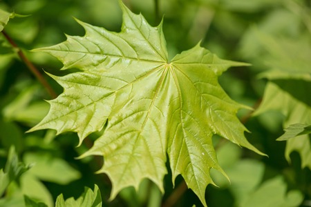 Young green leaves on a tree in spring .の写真素材