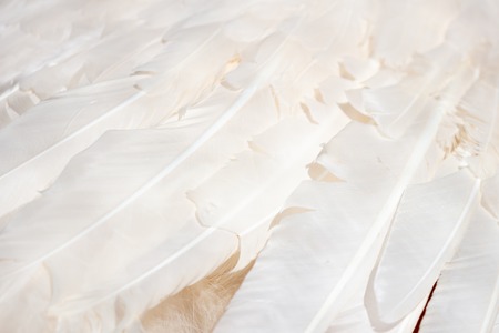 White feathers in a bird as an abstract background .の写真素材