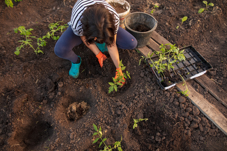 Planting seedlings in the garden at the cottageの写真素材