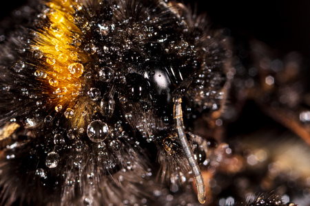 Portrait of a bee on nature. Macroの写真素材
