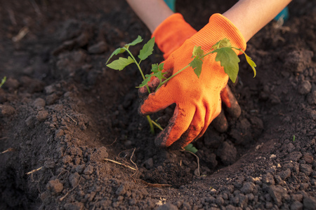 Planting seedlings in the garden at the cottageの写真素材